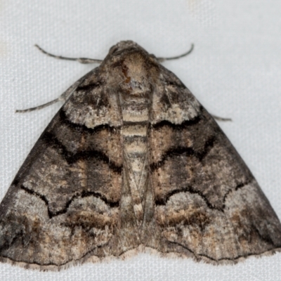 Dysbatus undescribed species (A Line-moth) at Melba, ACT - 11 Jan 2021 by Bron