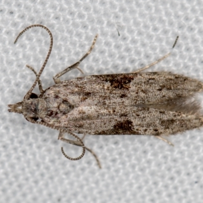 Anarsia molybdota (Wattle Shoot Moth) at Melba, ACT - 11 Jan 2021 by Bron