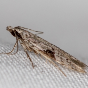 Anarsia molybdota at Melba, ACT - 11 Jan 2021 01:54 AM