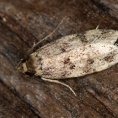 Barea zygophora (Concealer Moth) at Melba, ACT - 11 Jan 2021 by Bron