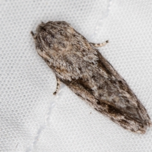 Agriophara confertella at Melba, ACT - 11 Jan 2021