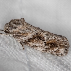 Agriophara confertella at Melba, ACT - 11 Jan 2021