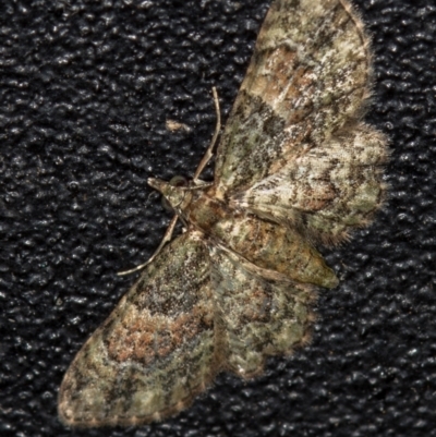 Chloroclystis catastreptes (Green and Brown Carpet) at Melba, ACT - 11 Jan 2021 by Bron