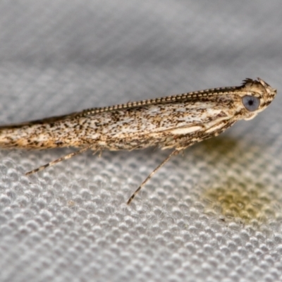 Gracillariidae (family) (A leafminer moth) at Melba, ACT - 11 Jan 2021 by Bron