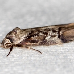 Oenochroa dinosema at Melba, ACT - 11 Jan 2021 09:02 PM