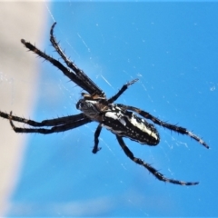 Plebs bradleyi (Enamelled spider) at Booth, ACT - 27 Apr 2021 by JohnBundock