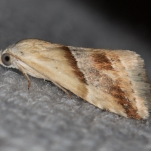 Eublemma inconspicua at Melba, ACT - 11 Jan 2021