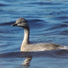 Poliocephalus poliocephalus (Hoary-headed Grebe) at Monash, ACT - 4 Mar 2021 by michaelb