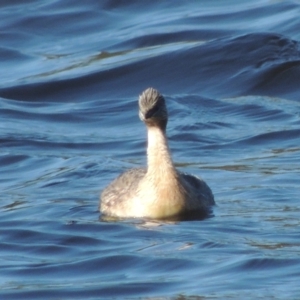 Poliocephalus poliocephalus at Monash, ACT - 4 Mar 2021