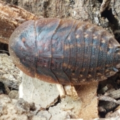 Laxta granicollis (Common bark or trilobite cockroach) at City Renewal Authority Area - 27 Apr 2021 by tpreston