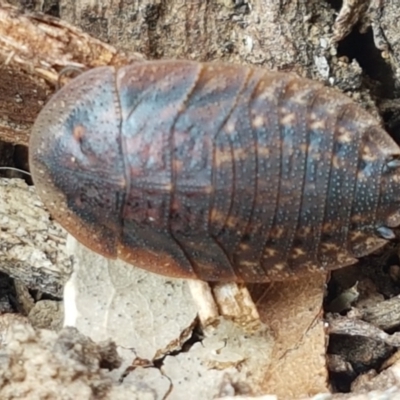 Laxta granicollis (Common bark or trilobite cockroach) at City Renewal Authority Area - 27 Apr 2021 by tpreston