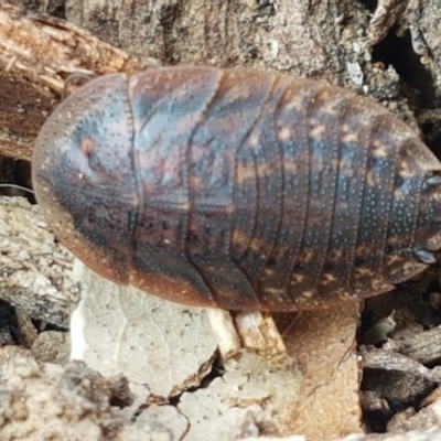 Laxta granicollis (Common bark or trilobite cockroach) at Sullivans Creek, Lyneham South - 27 Apr 2021 by trevorpreston