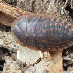 Laxta granicollis at Lyneham, ACT - 28 Apr 2021