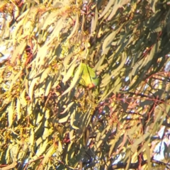 Lathamus discolor (Swift Parrot) at Symonston, ACT - 26 Apr 2021 by Angus44