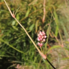 Persicaria decipiens (Slender Knotweed) at Isabella Plains, ACT - 4 Mar 2021 by michaelb