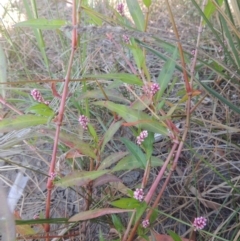 Persicaria decipiens at Isabella Plains, ACT - 4 Mar 2021