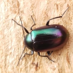 Chalcopteroides sp. (genus) (Rainbow darkling beetle) at Sullivans Creek, Lyneham South - 27 Apr 2021 by trevorpreston
