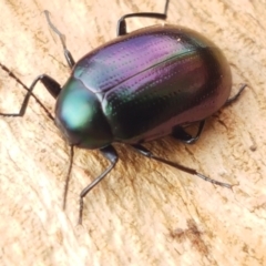 Chalcopteroides sp. (genus) at Lyneham Wetland - 28 Apr 2021