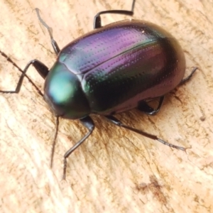 Chalcopteroides sp. (genus) at Lyneham Wetland - 28 Apr 2021 09:20 AM