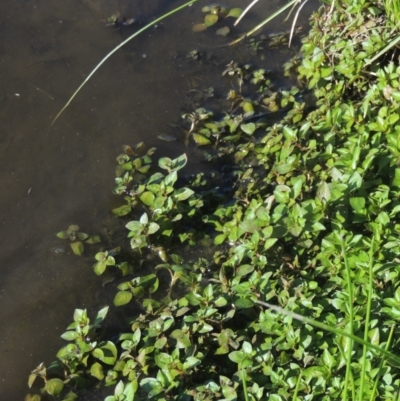 Ludwigia palustris (Marsh Purslane) at Isabella Plains, ACT - 4 Mar 2021 by MichaelBedingfield