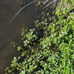 Ludwigia palustris (Marsh Purslane) at Isobella Pond - 4 Mar 2021 by michaelb