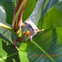 Litoria peronii (Peron's Tree Frog, Emerald Spotted Tree Frog) at Brogo, NSW - 2 Apr 2021 by libbygleeson