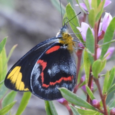 Delias nigrina (Black Jezebel) at Brogo, NSW - 2 Apr 2021 by libbygleeson