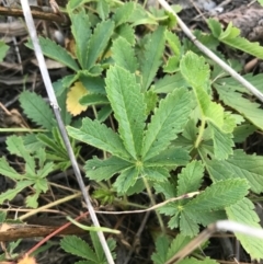 Potentilla recta (Sulphur Cinquefoil) at Weston, ACT - 10 Apr 2021 by Tapirlord