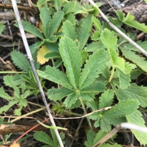 Potentilla recta at Weston, ACT - 10 Apr 2021