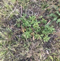 Potentilla recta at Weston, ACT - 10 Apr 2021