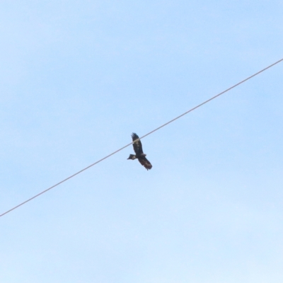 Aquila audax (Wedge-tailed Eagle) at Dryandra St Woodland - 22 Apr 2021 by ConBoekel