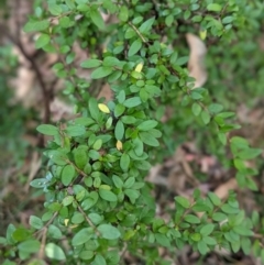 Coprosma quadrifida (Prickly Currant Bush, Native Currant) at Tidbinbilla Nature Reserve - 22 Apr 2021 by mainsprite