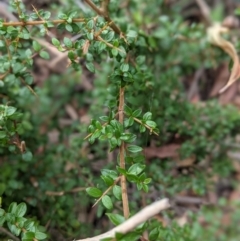 Coprosma quadrifida at Paddys River, ACT - 22 Apr 2021 02:48 PM