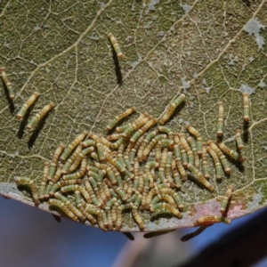 Mnesampela privata at O'Connor, ACT - 26 Apr 2021