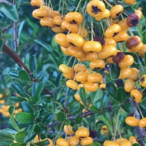 Pyracantha fortuneana at Weston, ACT - 10 Apr 2021