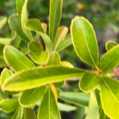 Pyracantha fortuneana at Weston, ACT - 10 Apr 2021