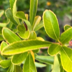 Pyracantha fortuneana at Weston, ACT - 10 Apr 2021