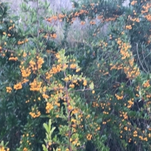 Pyracantha fortuneana at Weston, ACT - 10 Apr 2021