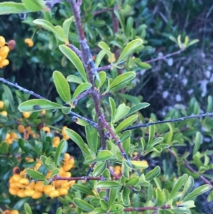 Pyracantha fortuneana at Weston, ACT - 10 Apr 2021