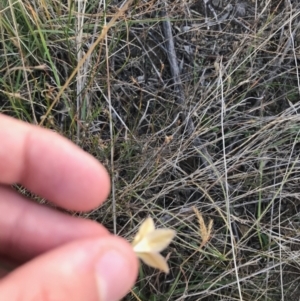 Wahlenbergia luteola at Weston, ACT - 10 Apr 2021 05:01 PM