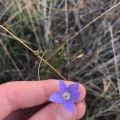 Wahlenbergia luteola at Weston, ACT - 10 Apr 2021 05:01 PM