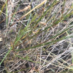 Wahlenbergia luteola at Weston, ACT - 10 Apr 2021 05:01 PM