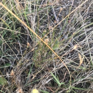 Wahlenbergia luteola at Weston, ACT - 10 Apr 2021 05:01 PM