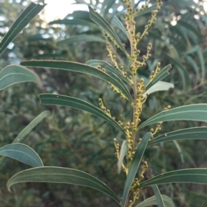 Acacia rubida at Weston, ACT - 10 Apr 2021