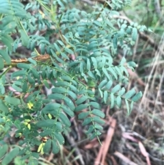 Acacia rubida at Weston, ACT - 10 Apr 2021