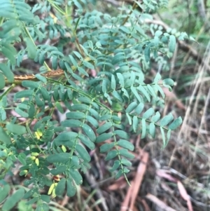 Acacia rubida at Weston, ACT - 10 Apr 2021
