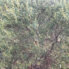 Acacia rubida at Weston, ACT - 10 Apr 2021