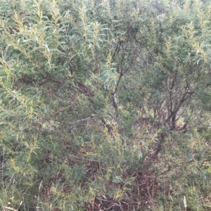 Acacia rubida at Weston, ACT - 10 Apr 2021