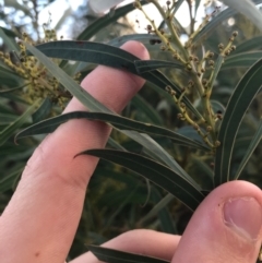 Acacia rubida at Weston, ACT - 10 Apr 2021