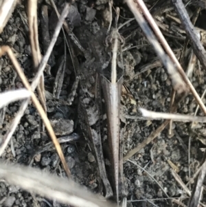 Heteropternis obscurella at Weston, ACT - 10 Apr 2021